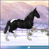 Horse Color:Midnight Black Tobiano