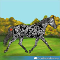 Horse Color:Black Near Leopard 