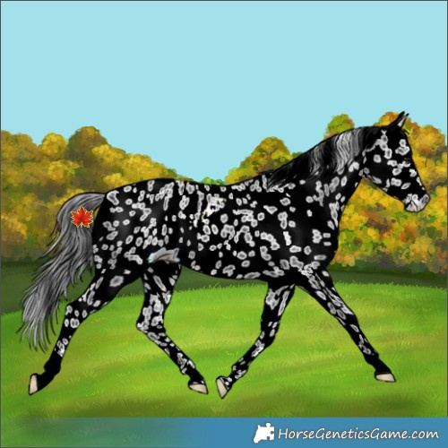 Horse Color:Black Appaloosa 