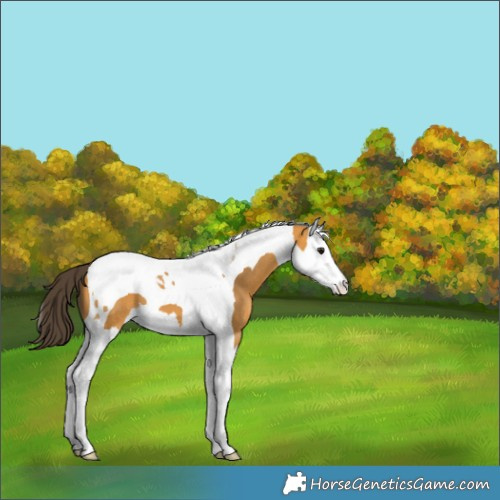 Horse Color:Buckskin Splash Tobiano 