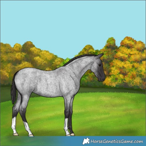 Horse Color:Smoky Blue Roan 