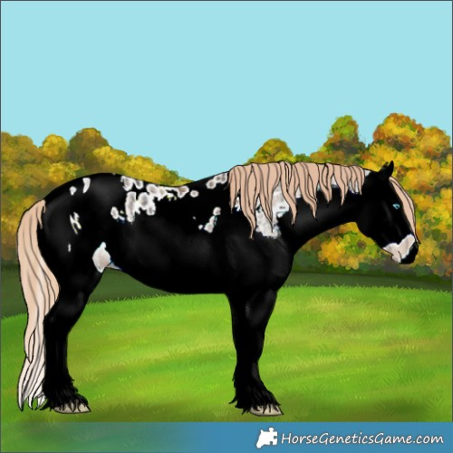 Horse Color:ERROR: UNKNOWN ANOMALY