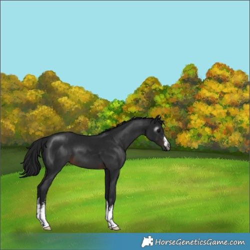 Horse Color:Gray White Spotted Brown 