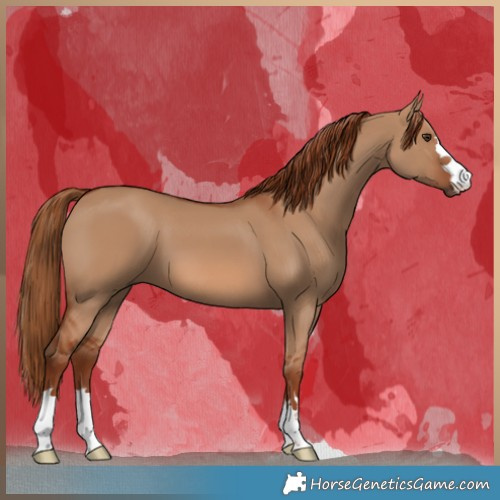 Horse Color:Red Dun 