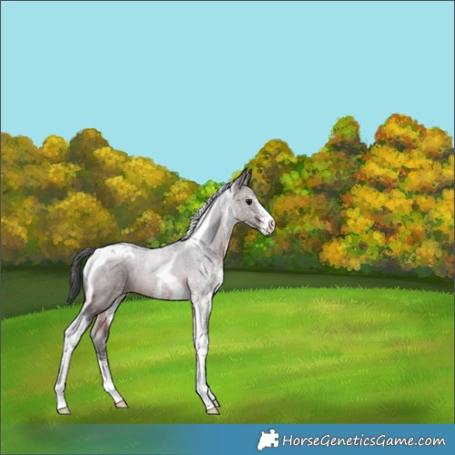 Horse Color:White Spotted Brown Tobiano 