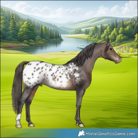 Horse Color:Brown Blanket 