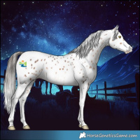 Horse Color:Bay Tobiano Appaloosa 