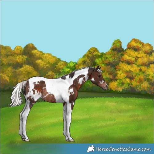 Horse Color:White Spotted Silver Brown Tobiano Rabicano 
