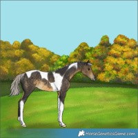 Horse Color:Silver Buckskin Tobiano Rabicano