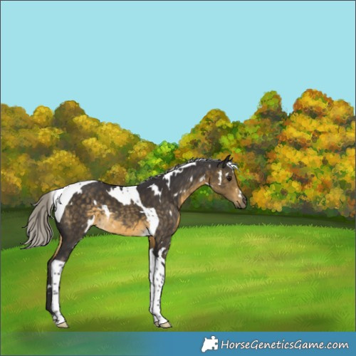 Horse Color:White Spotted Silver Buckskin Tobiano Rabicano 