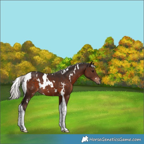 Horse Color:White Spotted Silver Brown Tobiano Rabicano 