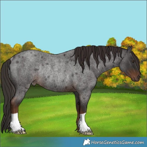 Horse Color:Liver Red Roan Rabicano 