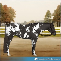 Horse Color:White Spotted Liver Chestnut 