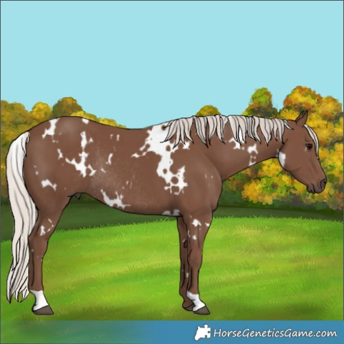 Horse Color:White Spotted Silver Black Rabicano 