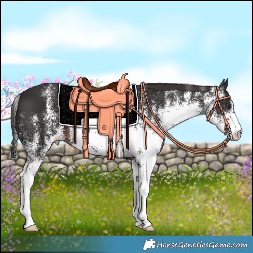 Horse Color:White Spotted Liver Chestnut 