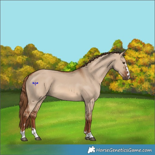 Horse Color:Red Dun 