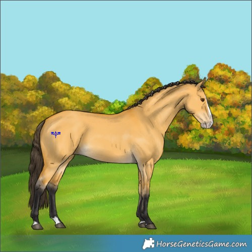 Horse Color:Buckskin Dun Splash 
