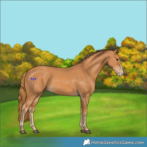 Horse Color:Chestnut Frame Rabicano 