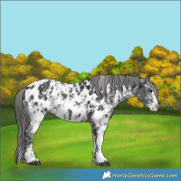 Horse Color:Black Sabino Splash Appaloosa  and Black Sabino Splash Appaloosa 