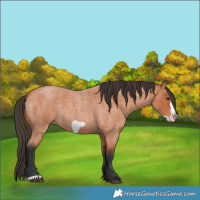 Horse Color:Bay Roan Frame