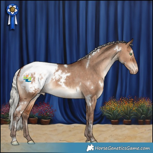 Horse Color:White Spotted Silver Bay Dun Appaloosa Rabicano 