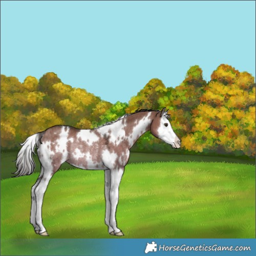 Horse Color:White Spotted Liver Red Dun Splash Rabicano 