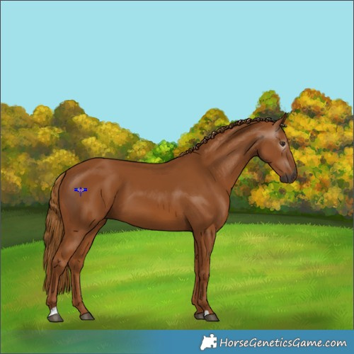 Horse Color:Gray Chestnut 