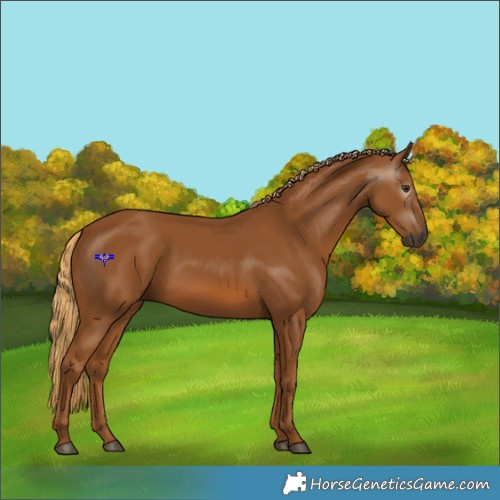 Horse Color:Gray Chestnut 