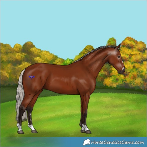 Horse Color:Gray Silver Bay 