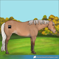 Horse Color:Silver Bay Dun Varnish