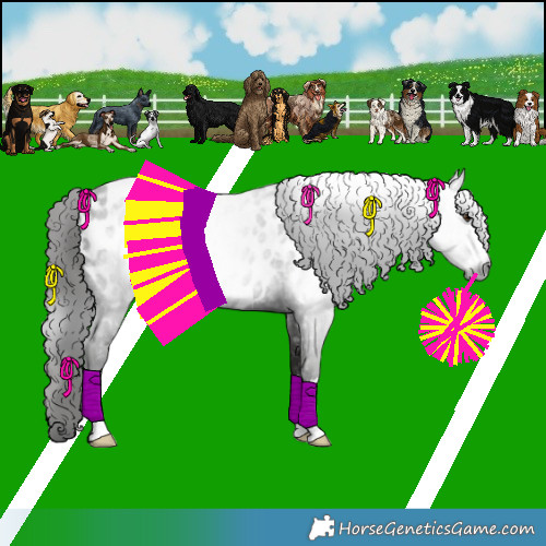 Horse Color:Gray Liver Chestnut Blanket Rabicano 
