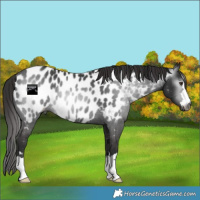 Horse Color:Gray Liver Chestnut Appaloosa Rabicano 