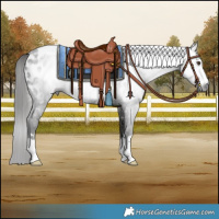 Horse Color:Gray Liver Chestnut Blanket Rabicano 