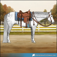 Horse Color:Gray Liver Chestnut Appaloosa Rabicano 
