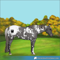 Horse Color:White Spotted Smoky Black Varnish