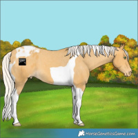 Horse Color:Silver Sable Cream Champagne Tobiano Appaloosa 