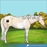 Horse Color:Silver Sable Cream Champagne Tobiano Appaloosa 