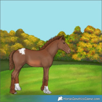 Horse Color:Chestnut Appaloosa