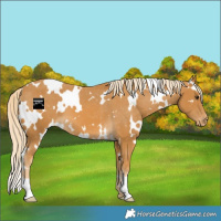 Horse Color:White Spotted Palomino Appaloosa