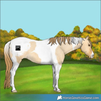 Horse Color:Buckskin Dun Tobiano Blanket 