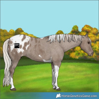 Horse Color:Silver Grullo Tobiano Blanket 
