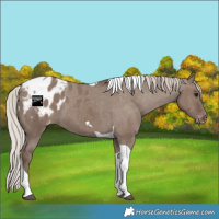 Horse Color:Silver Grullo Tobiano Appaloosa