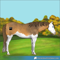 Horse Color:Buckskin Splash Appaloosa 