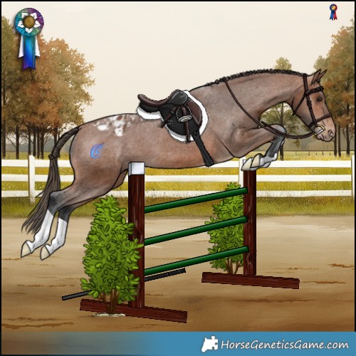 Horse Color:Bay Appaloosa 