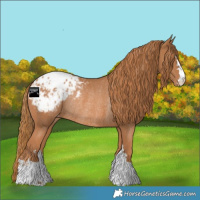 Horse Color:Chestnut Appaloosa Rabicano 