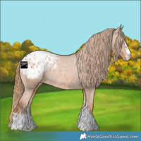 Horse Color:Chestnut Blanket Rabicano