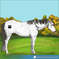 Horse Color:White Spotted Grullo Frame Appaloosa 