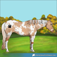 Horse Color:White Spotted Red Dun Varnish