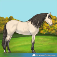 Horse Color:Buckskin Dun 