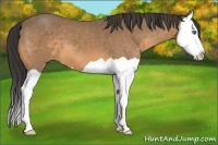 Horse Color:Buckskin Splash 